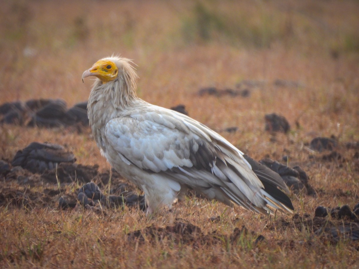 Sai zuria - ML646514832