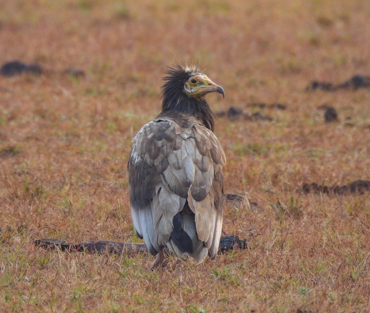 Sai zuria - ML646514833