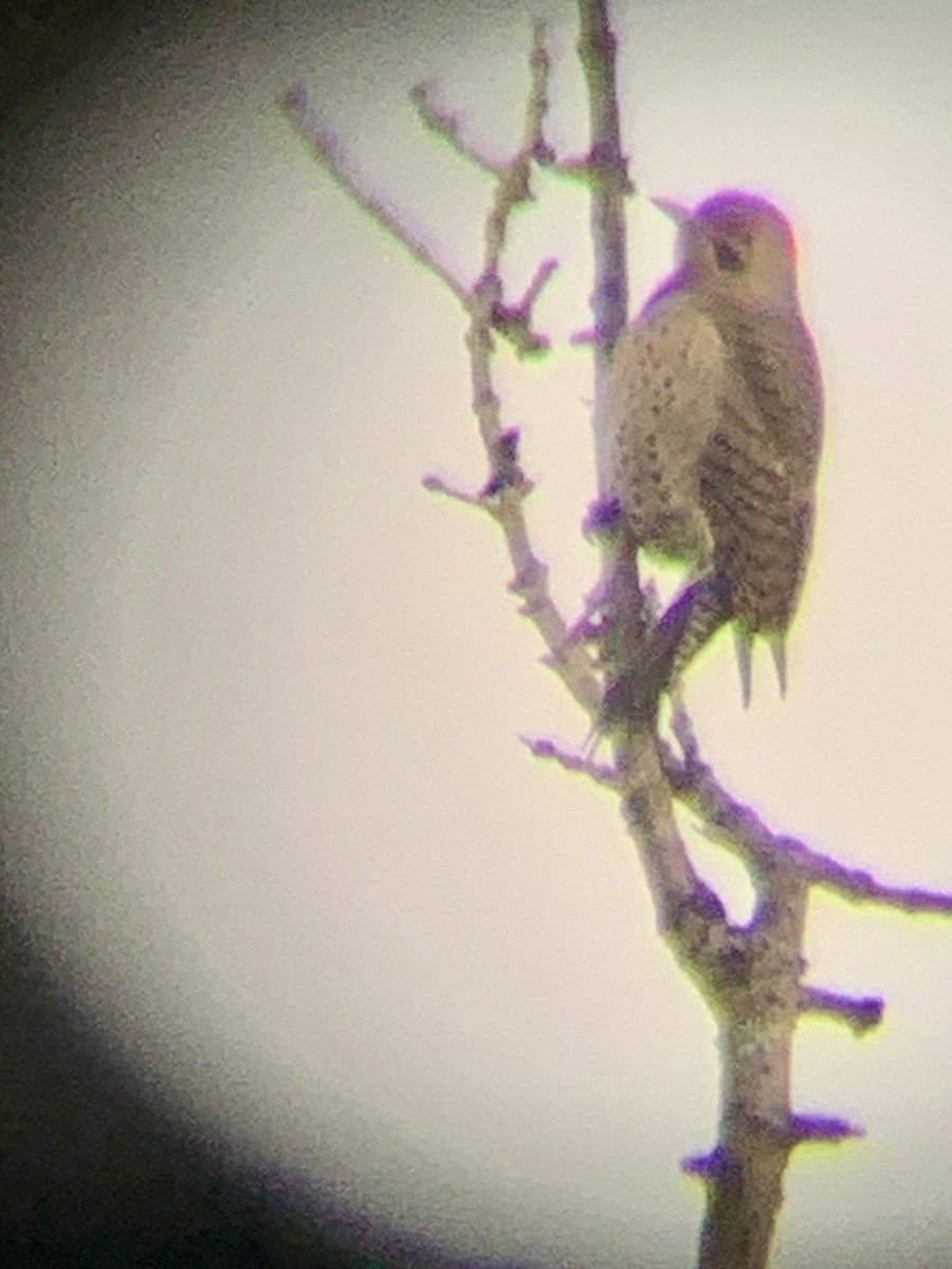 Northern Flicker (Yellow-shafted) - ML646514835