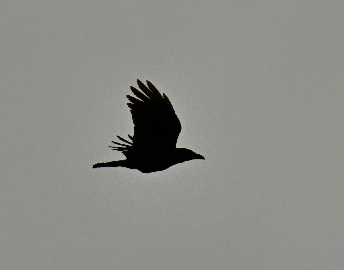 Glanzkrähe - ML646514836