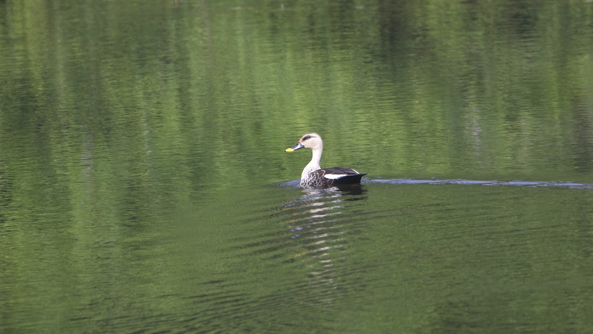 Indian Spot-billed Duck - ML646514837