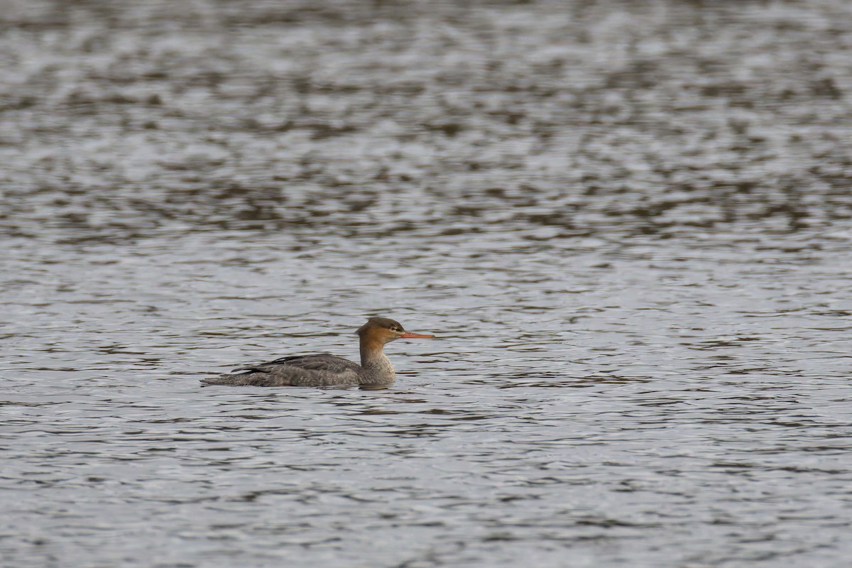 Red-breasted Merganser - ML646514840