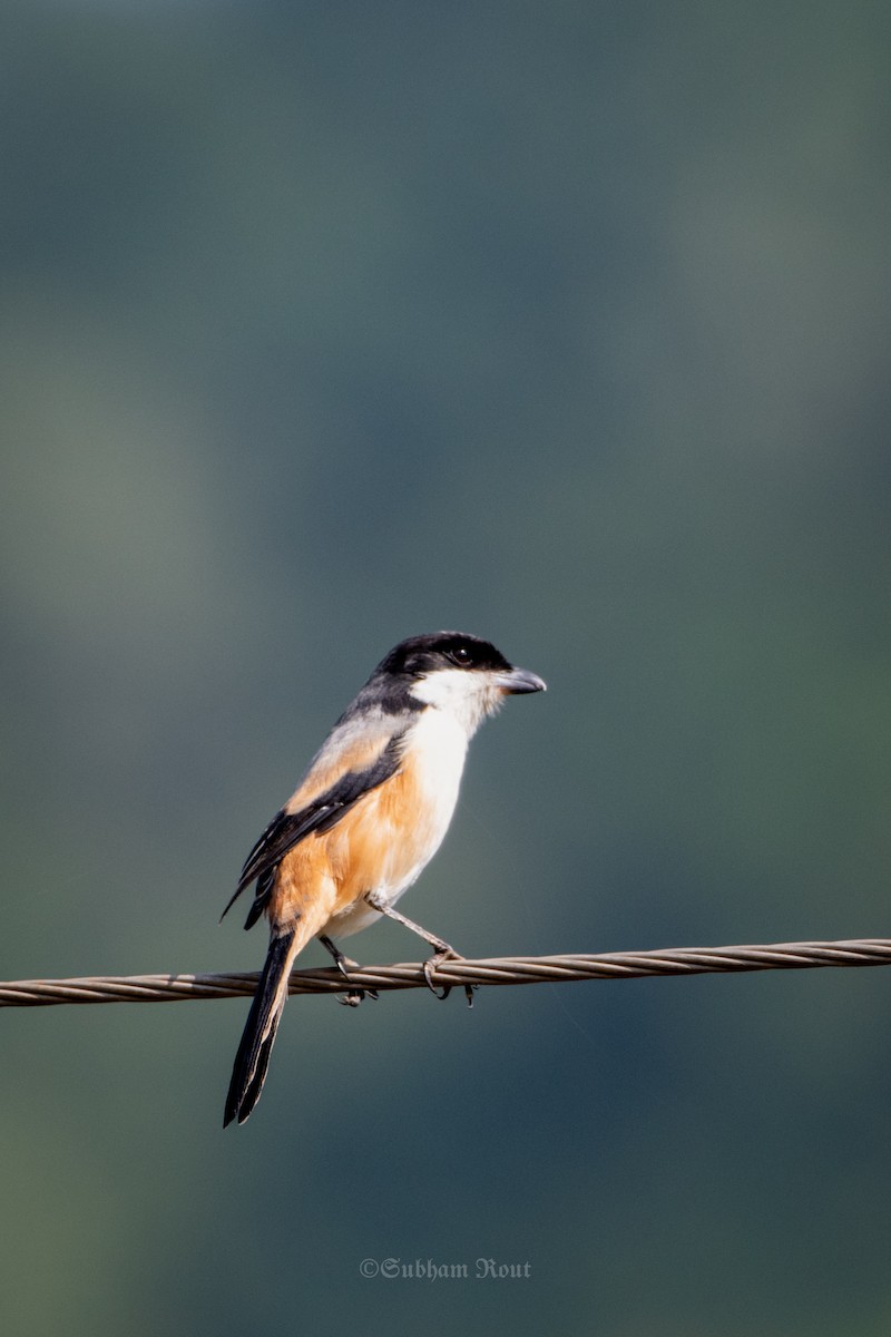 Long-tailed Shrike - ML646514844