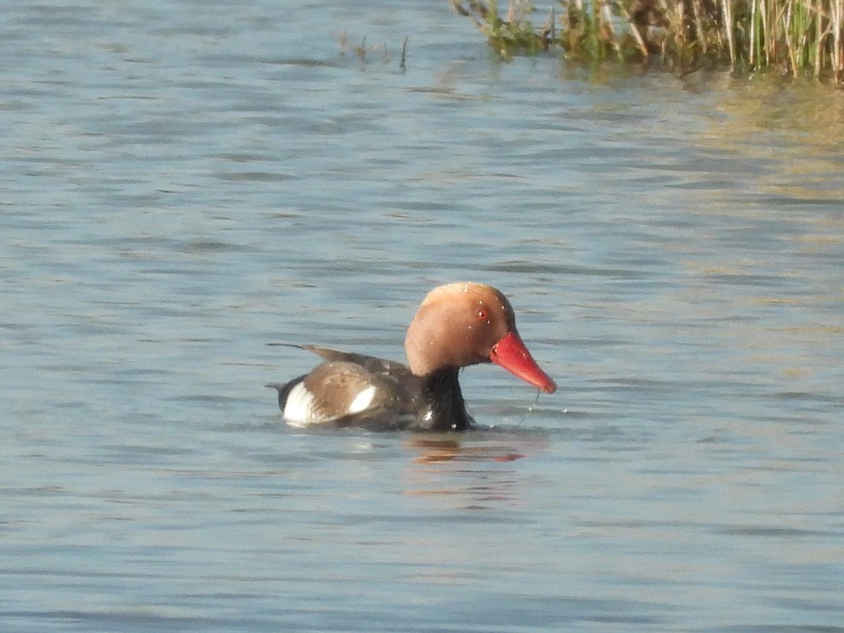 Red-crested Pochard - ML646514845