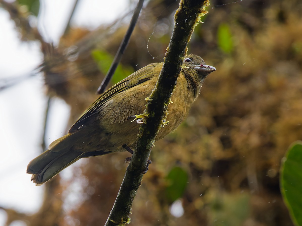 Ochre-breasted Tanager - ML646514846