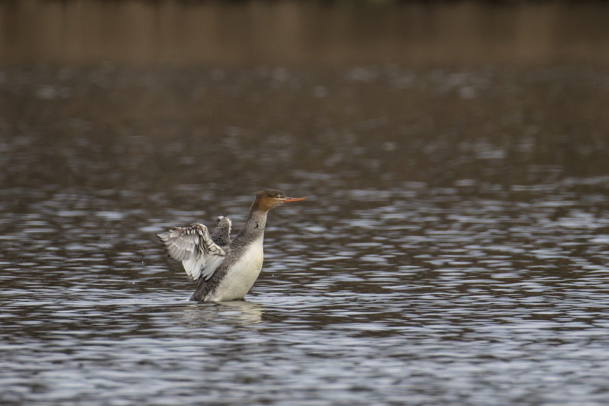 Red-breasted Merganser - ML646514849