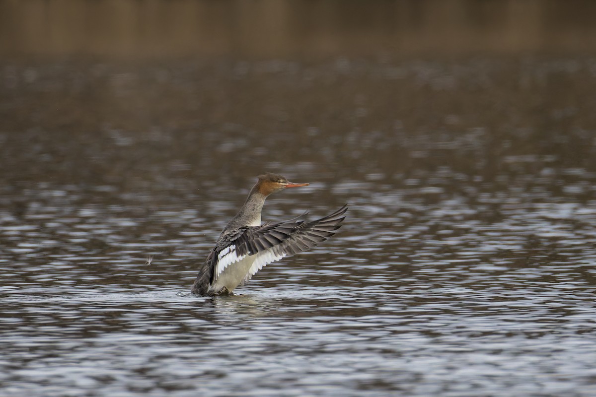 Red-breasted Merganser - ML646514850
