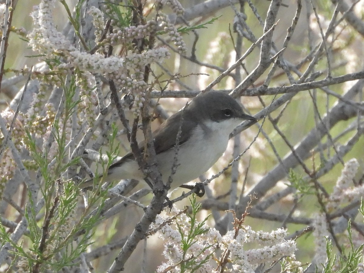 Lesser Whitethroat - ML646514851