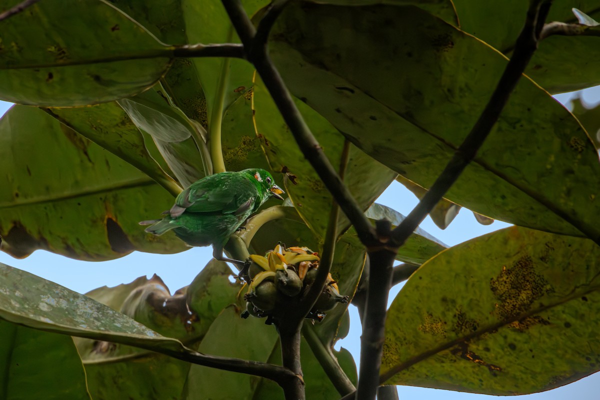 Танагра-білозір зелена - ML646514852