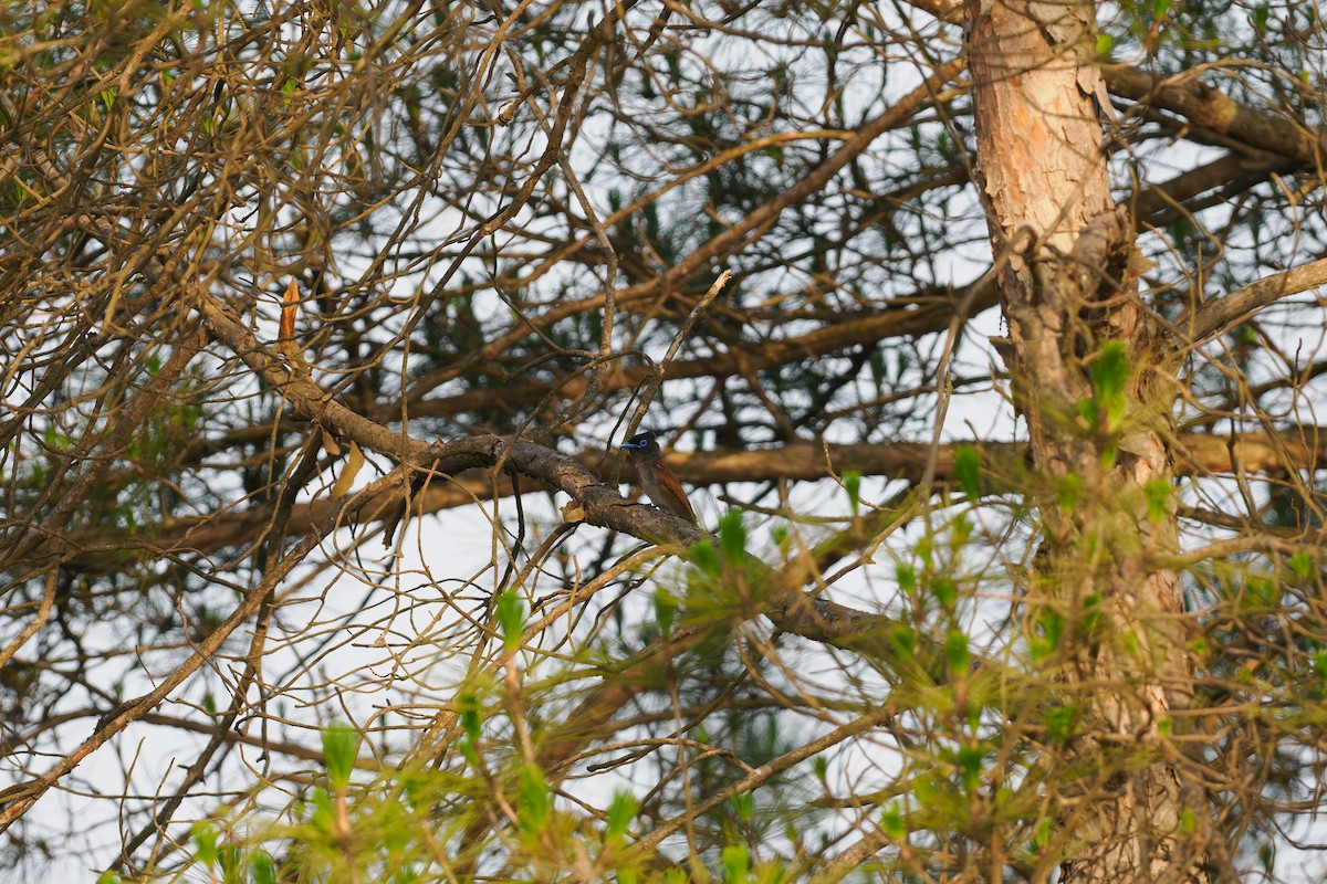 Tchitrec de Chine - ML646514856