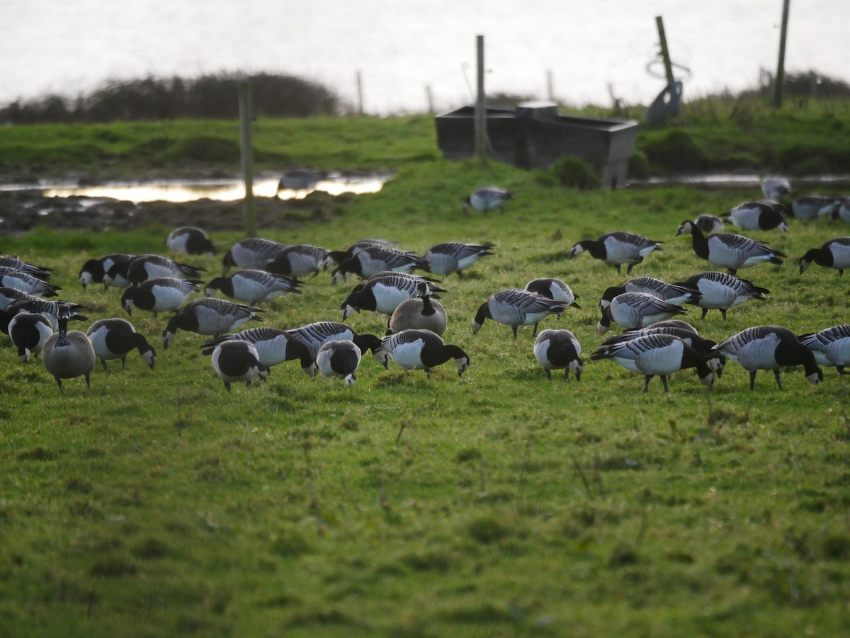 Canada Goose (canadensis Group) - ML646514857