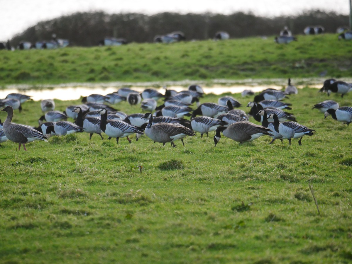 Canada Goose (canadensis Group) - ML646514858
