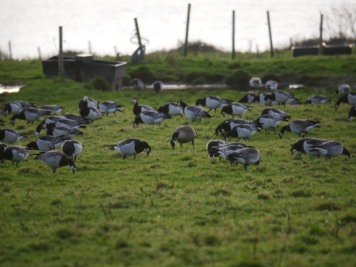 Canada Goose (canadensis Group) - ML646514859