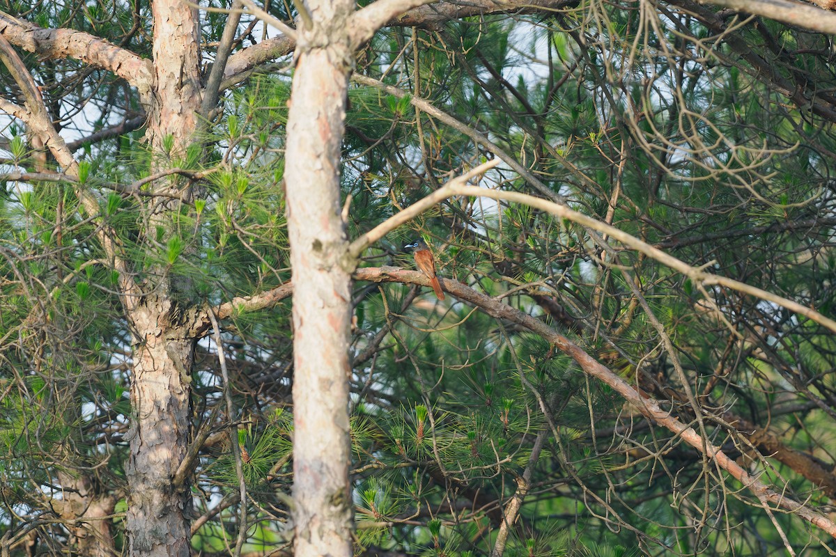 Tchitrec de Chine - ML646514863