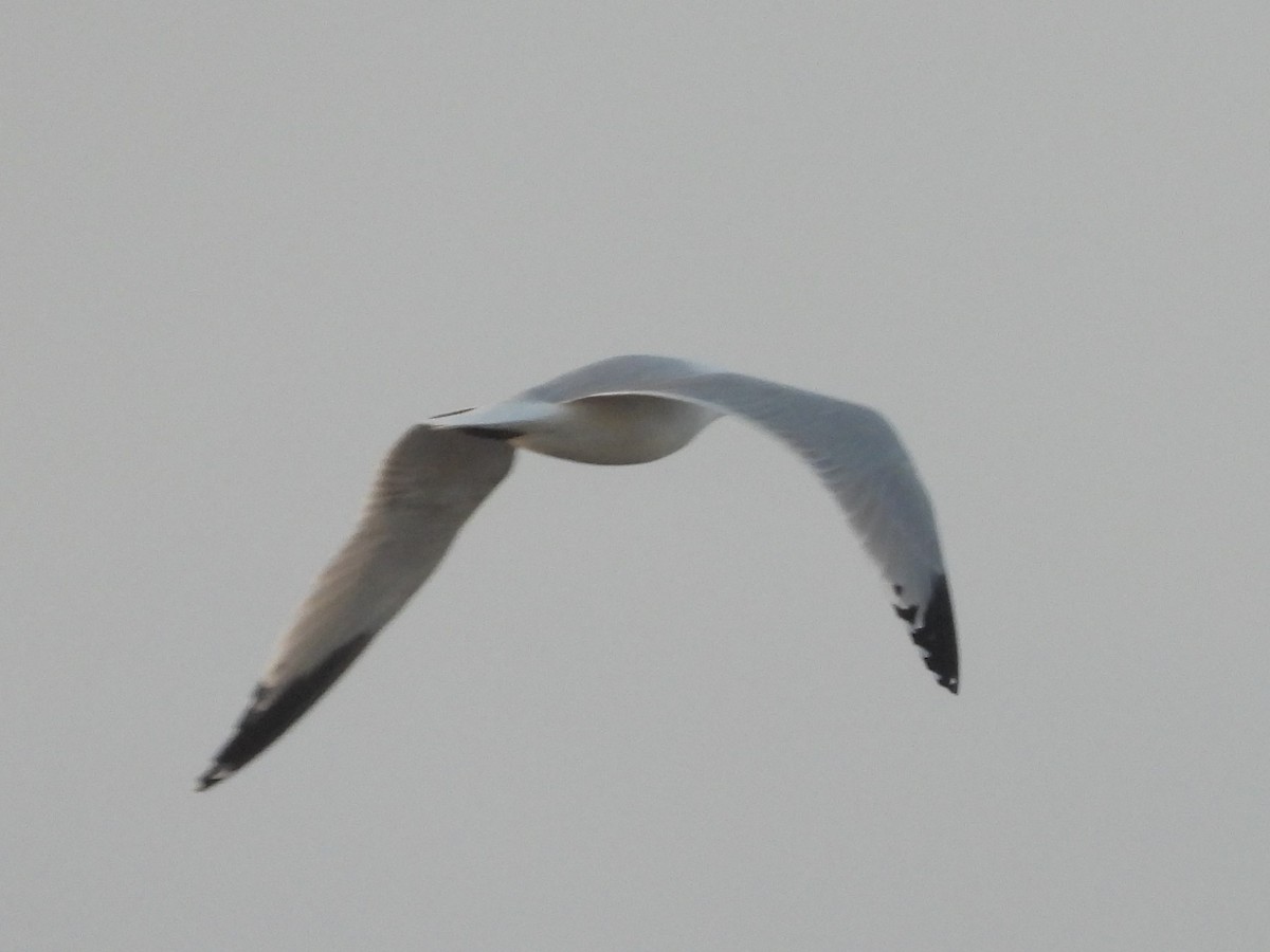 Audouin's Gull - ML646514870