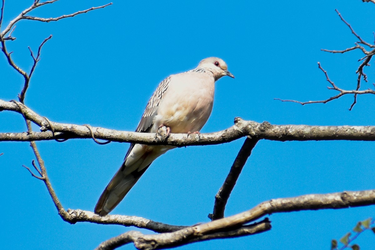 hrdlička kropenatá - ML646514873