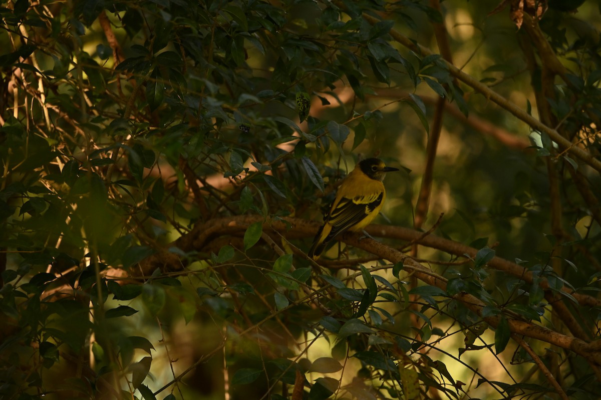 Black-hooded Oriole - ML646514875