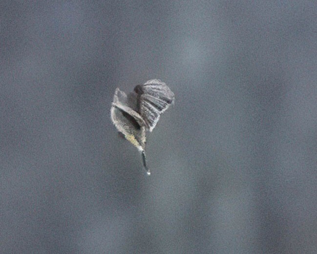 Reinita Palmera - ML646514880