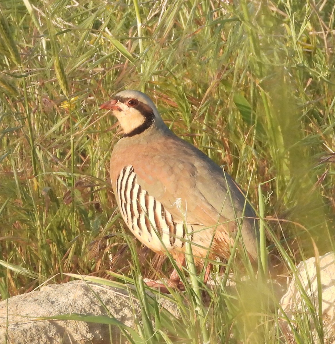 Chukar - ML646514886