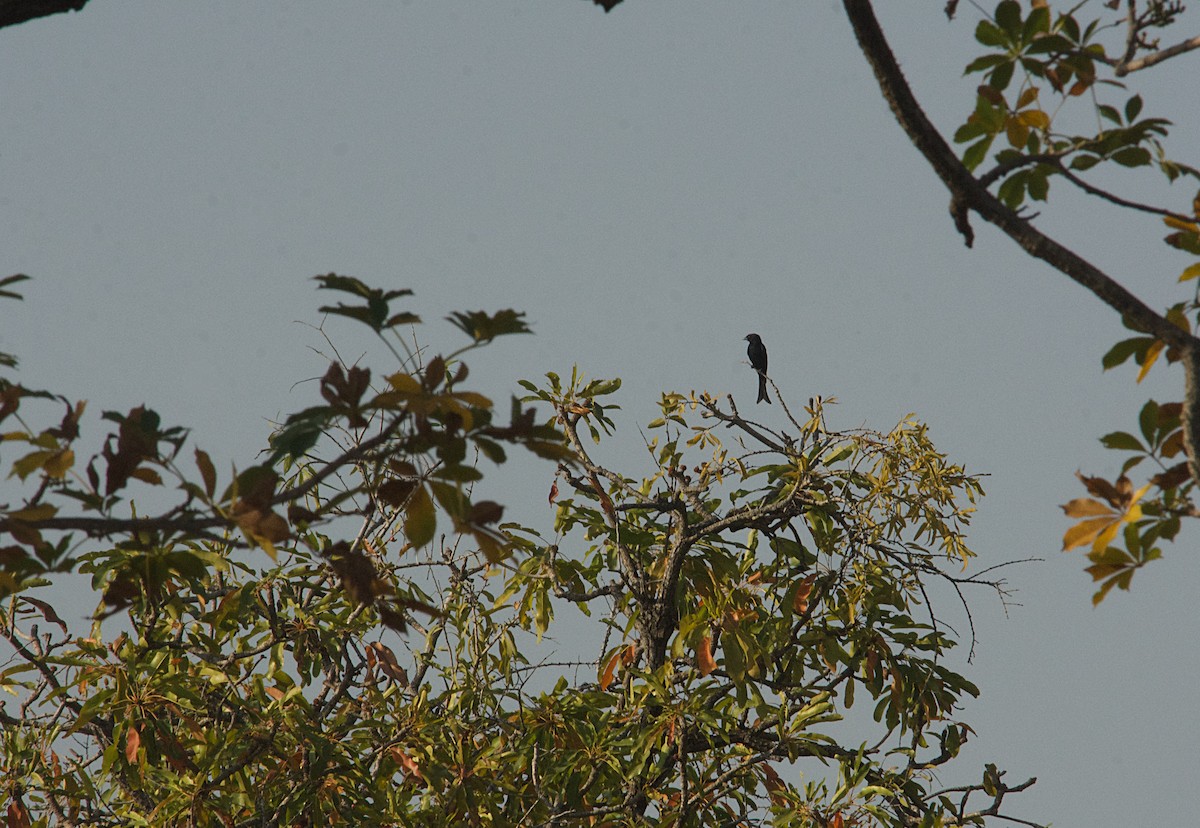 Fork-tailed Drongo (Glossy-backed) - ML646514890