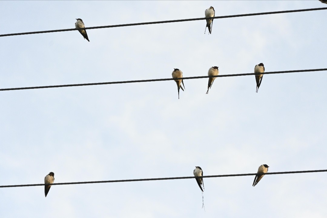 Barn Swallow - ML646514892