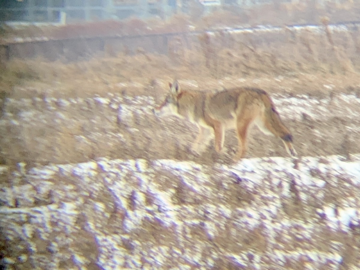 Coyote - ML646514893