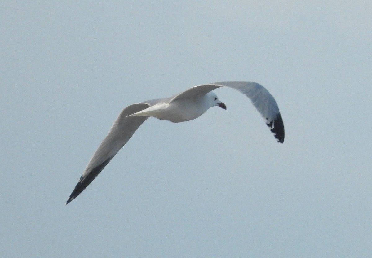 Audouin's Gull - ML646514894