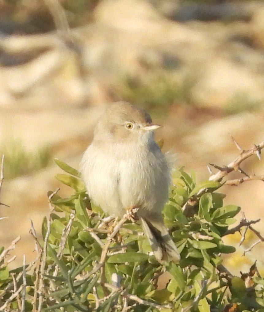 Asian Desert Warbler - ML646514896