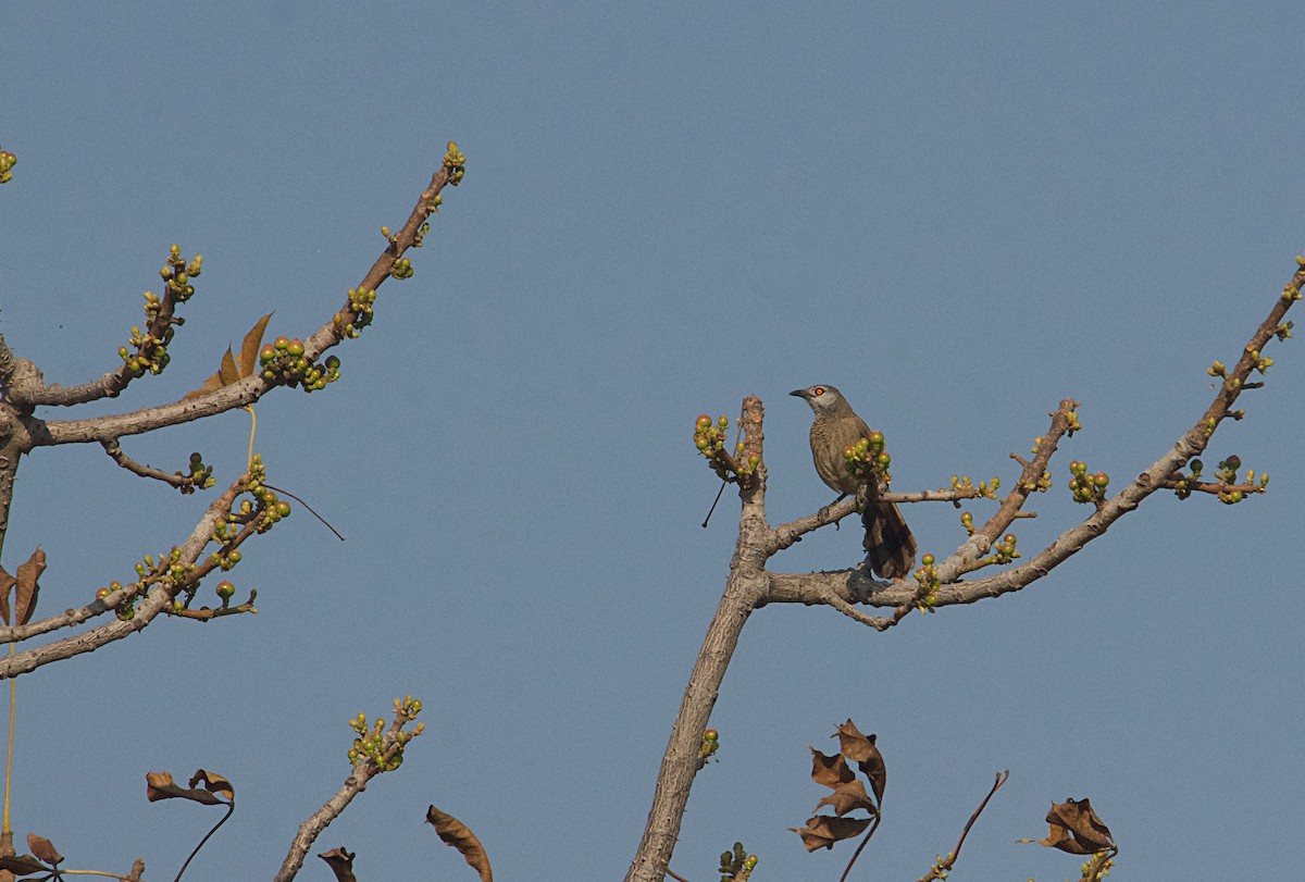 Brown Babbler - ML646514898