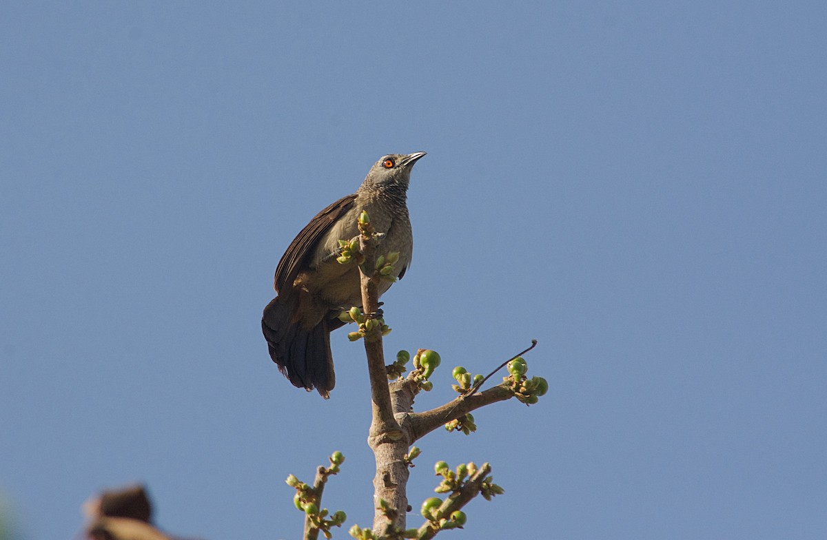 Brown Babbler - ML646514899