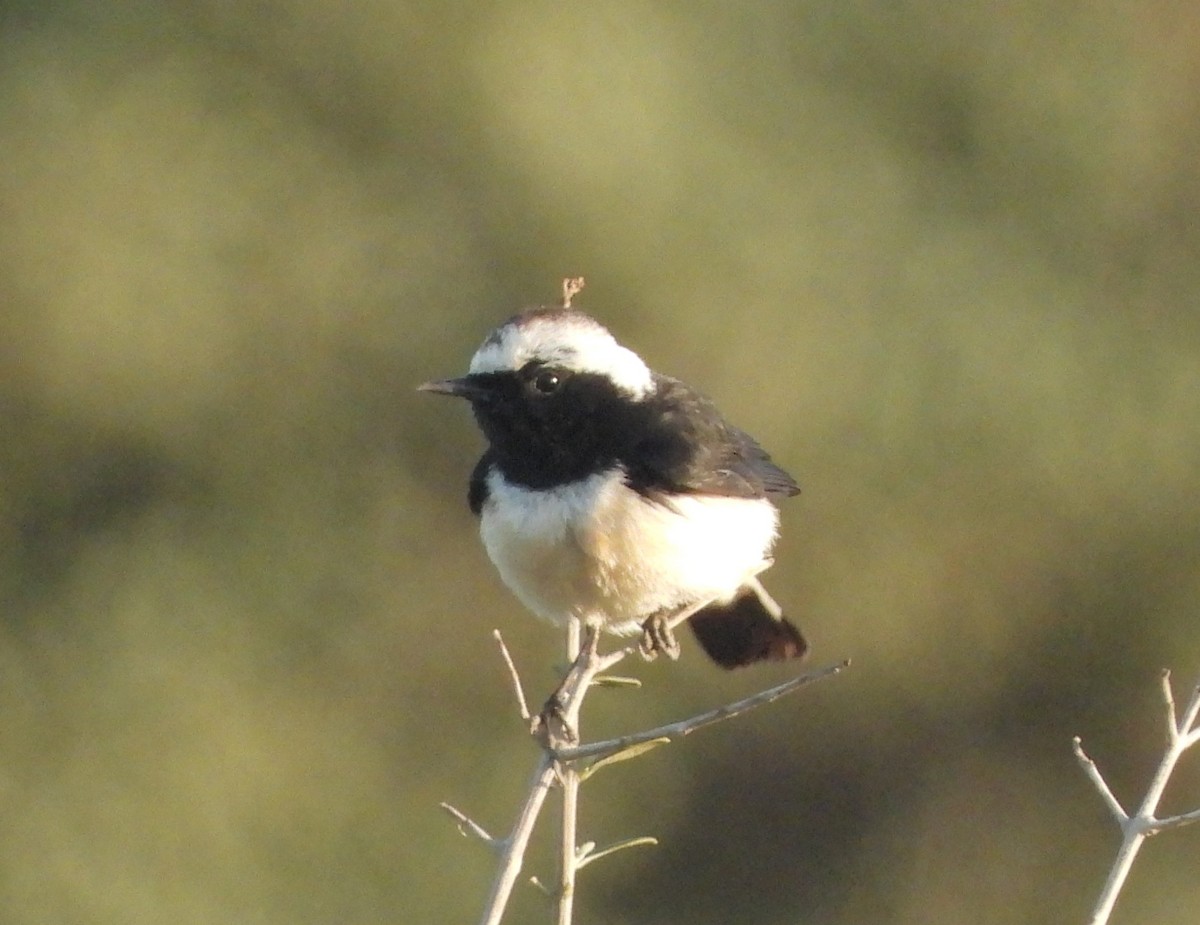 Cyprus Wheatear - ML646514900