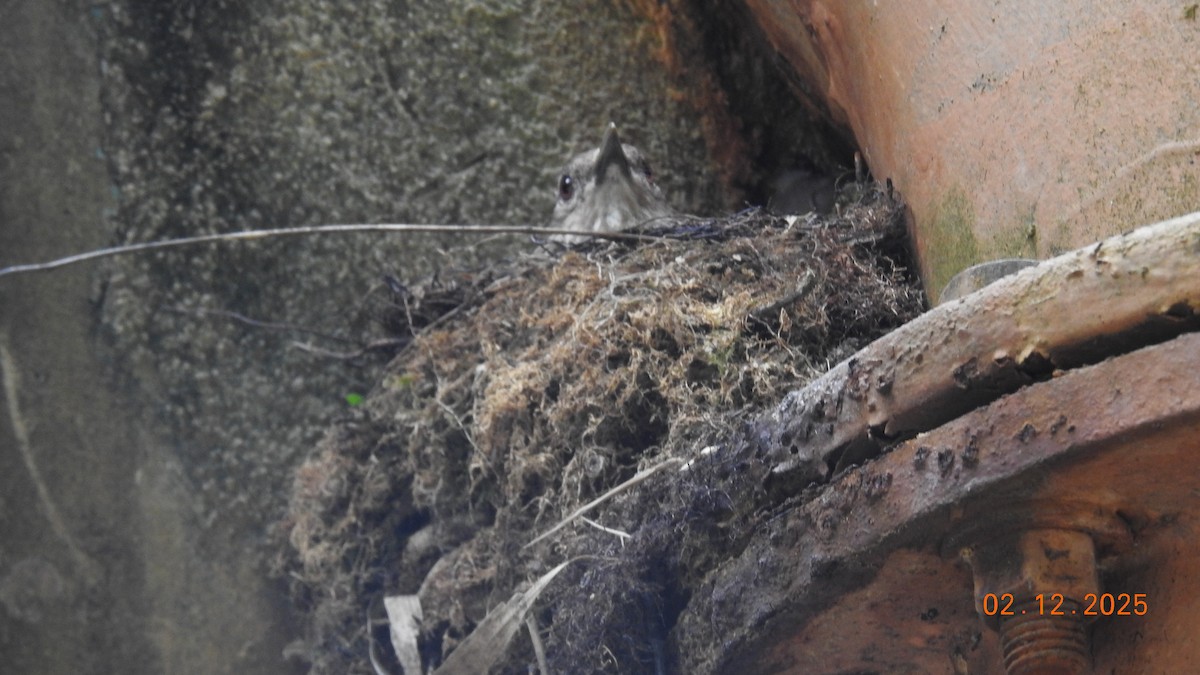 Pale-breasted Thrush - ML646514901