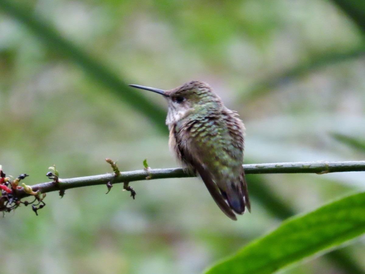 Calliope Hummingbird - ML646514902