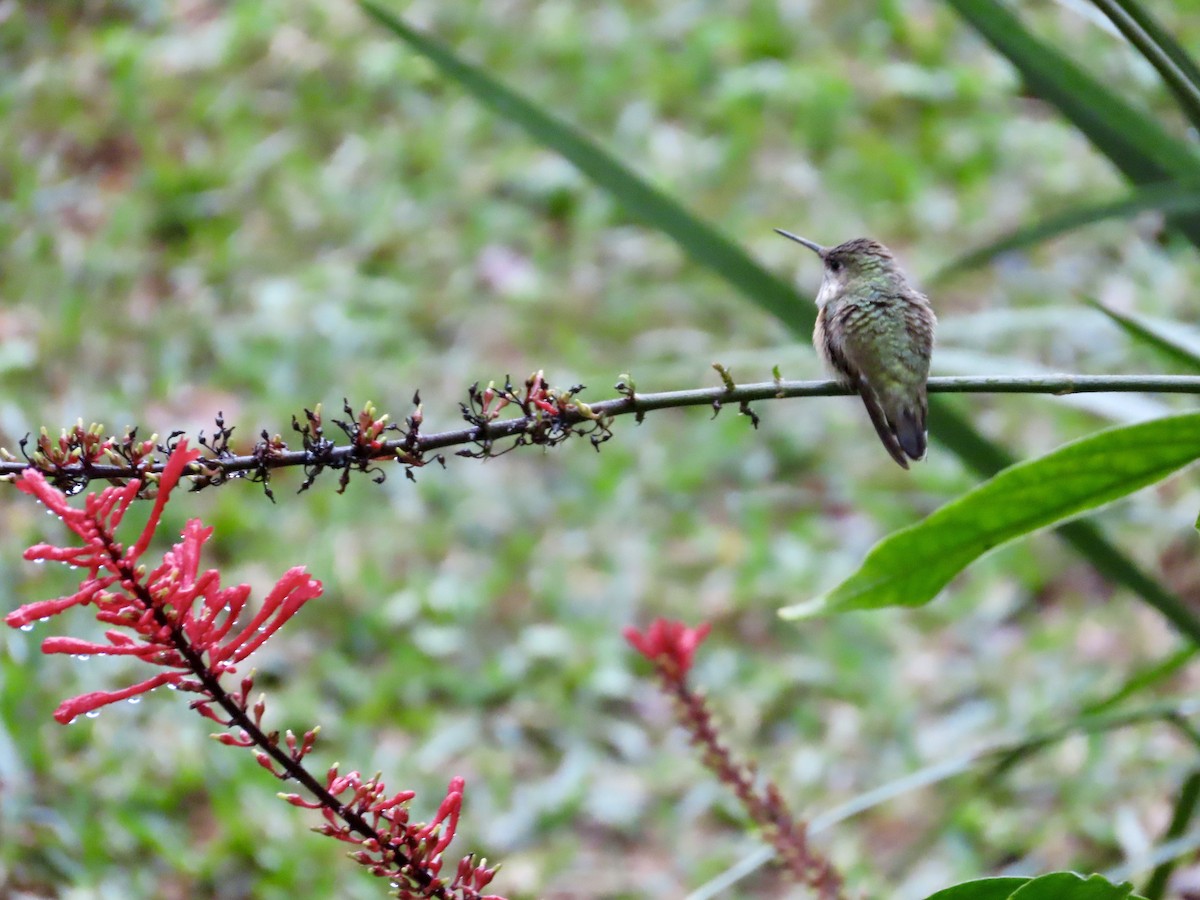 Calliope Hummingbird - ML646514903
