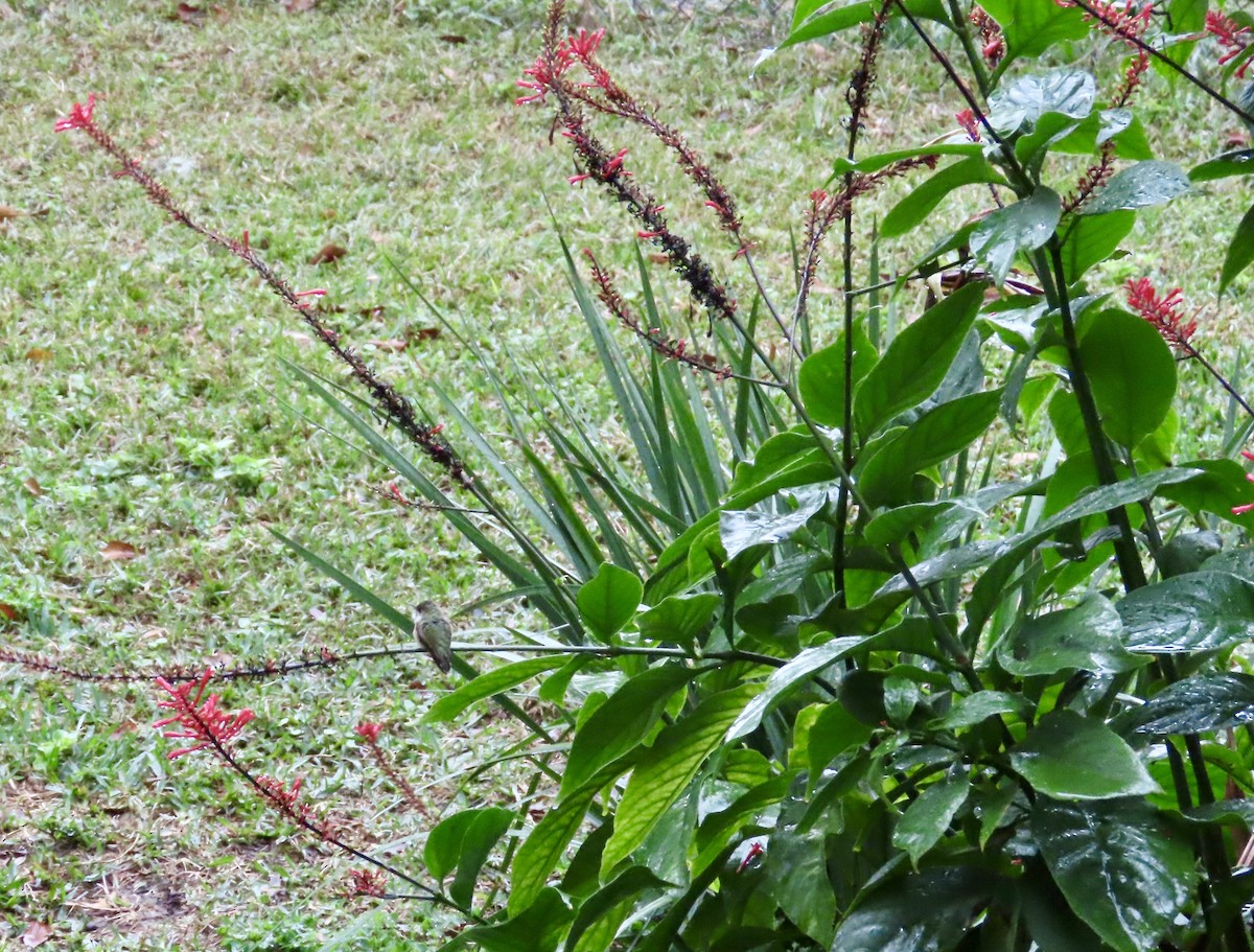 Calliope Hummingbird - ML646514904