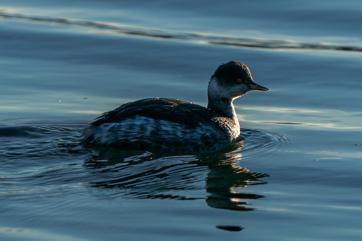 Grèbe à cou noir - ML646514905
