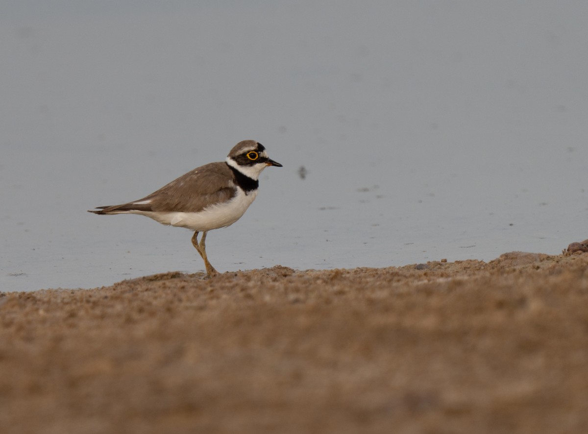 dverglo - ML646514906