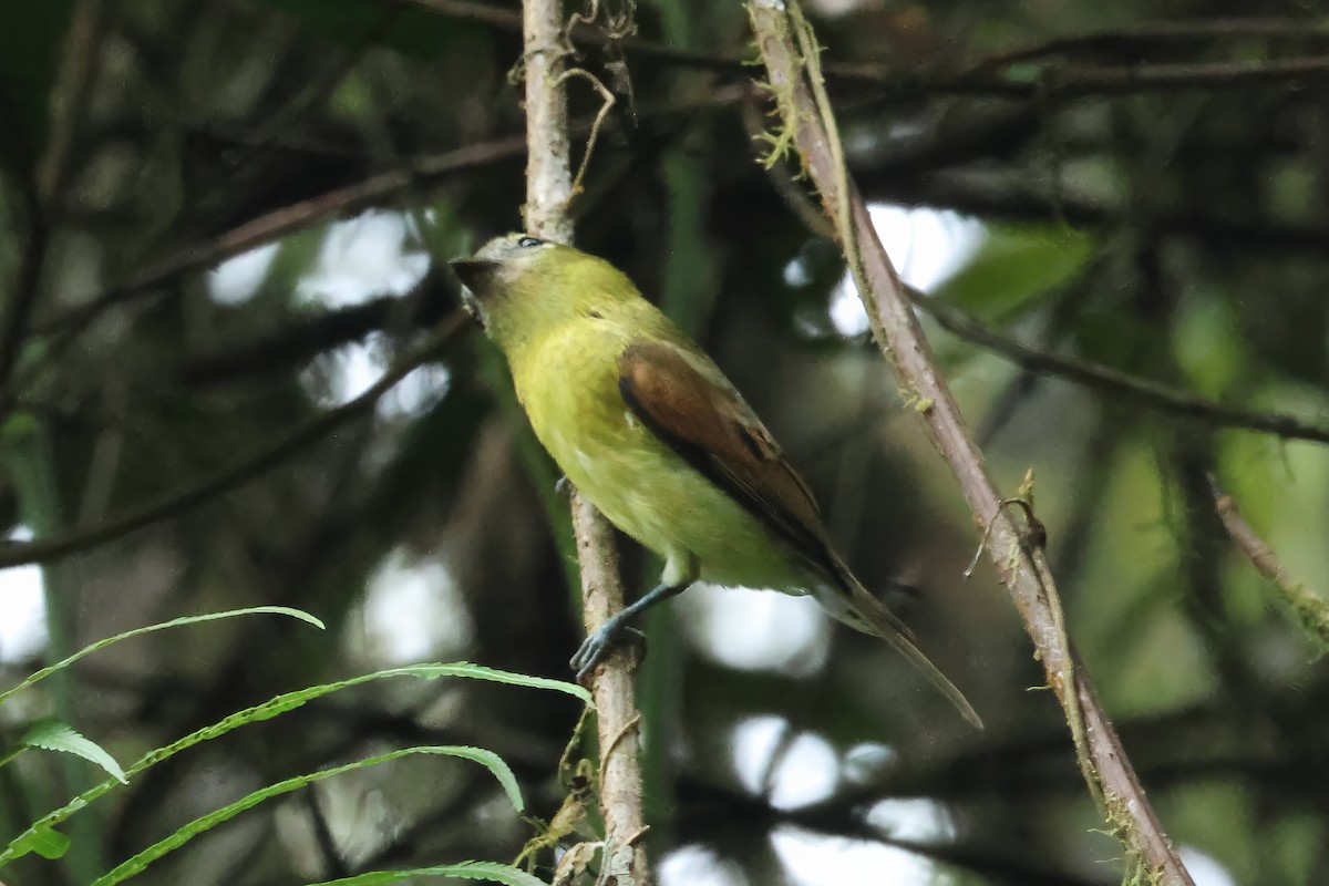 Barred Becard - ML646514911