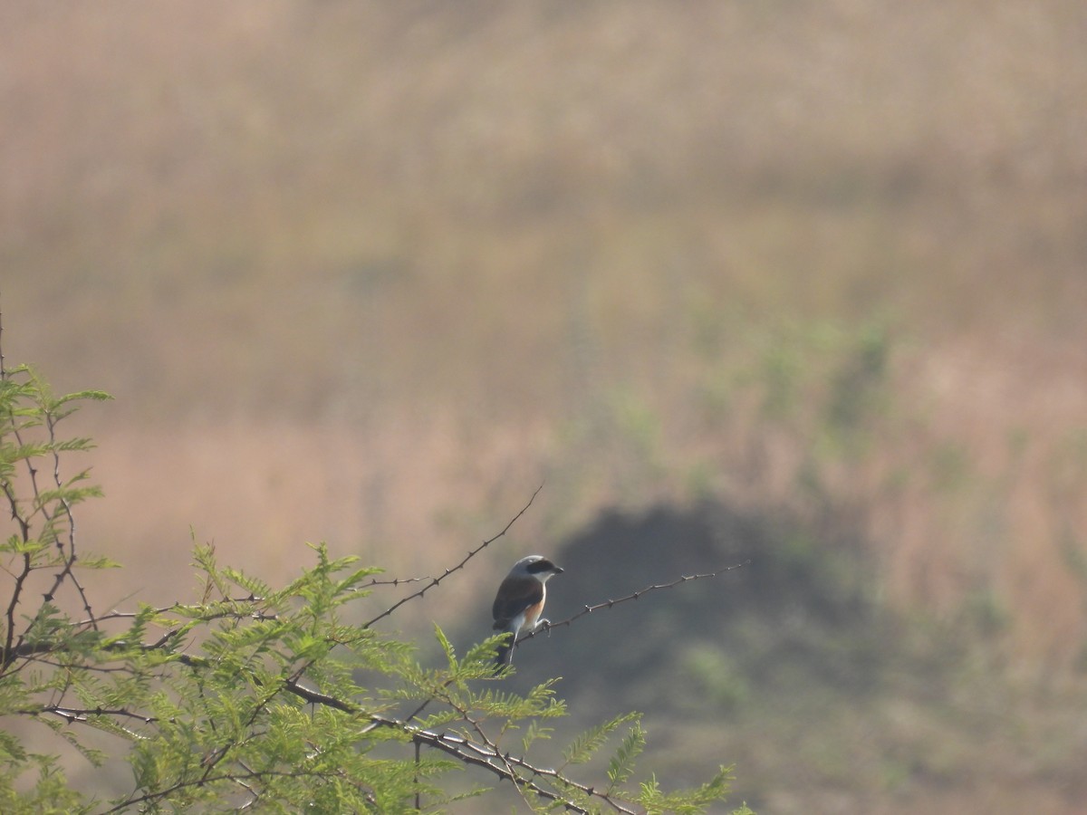 ťuhýk indický - ML646514912