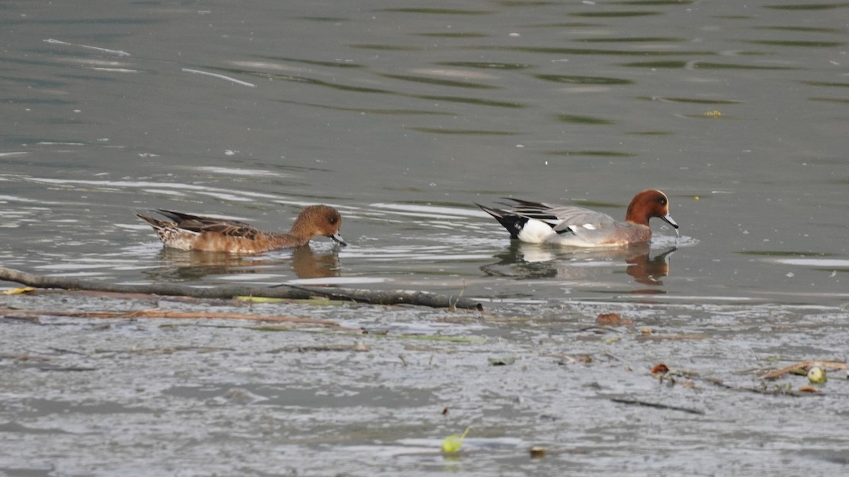 Eurasian Wigeon - ML646514913