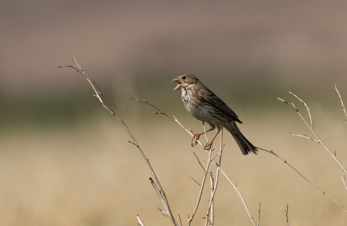 kornspurv - ML646514916