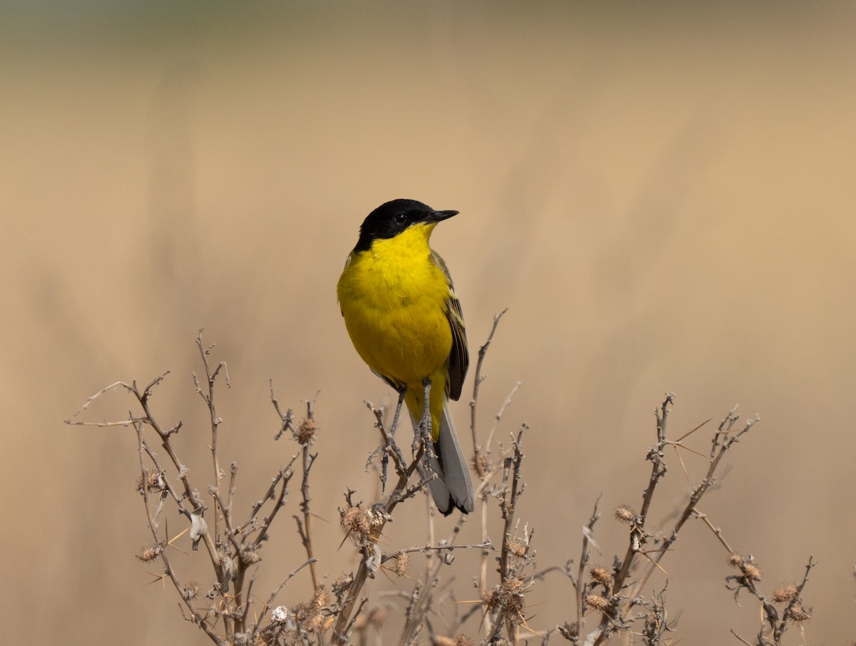 gulerle - ML646514920