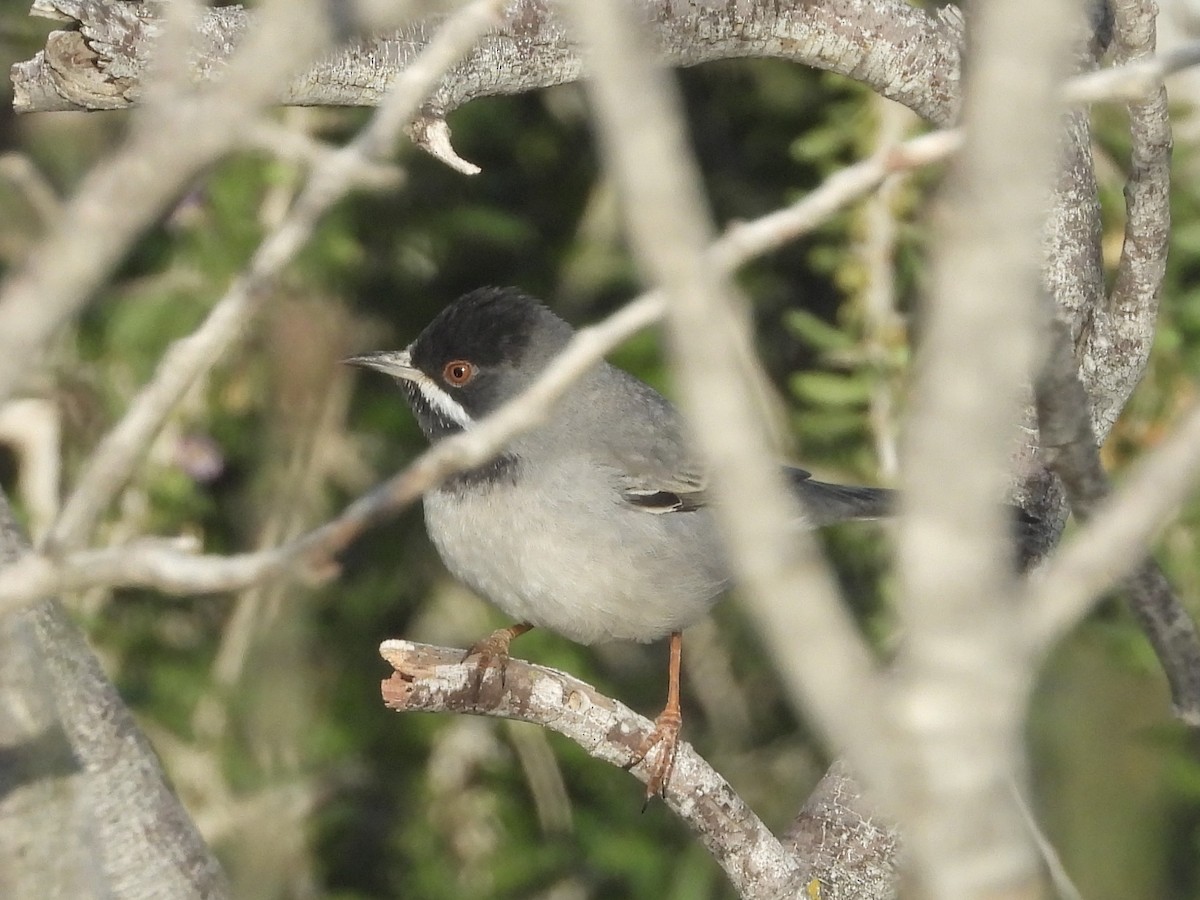 Rüppell's Warbler - ML646514921