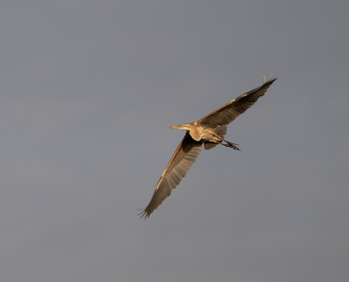 purpurhegre - ML646514928