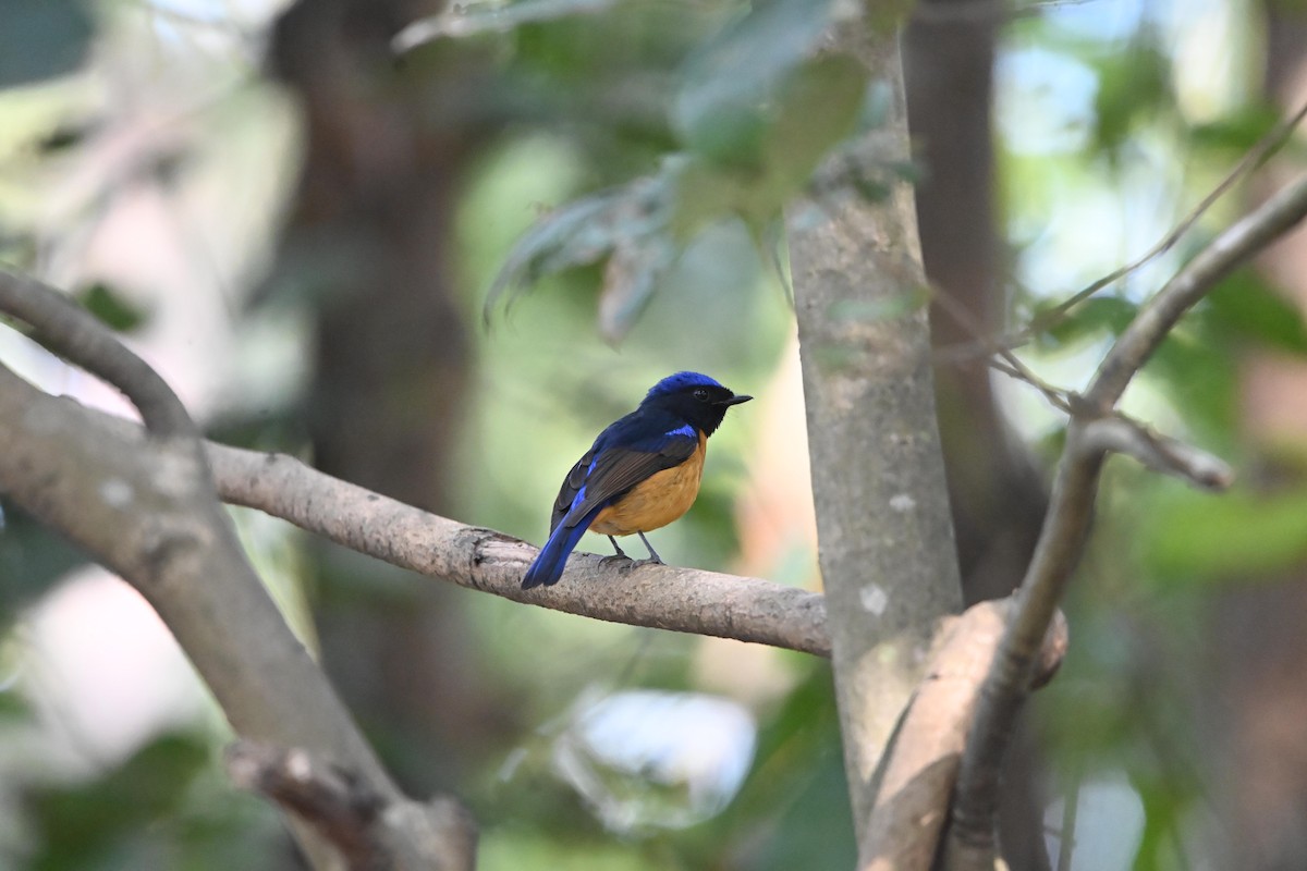 Rufous-bellied Niltava - ML646514935