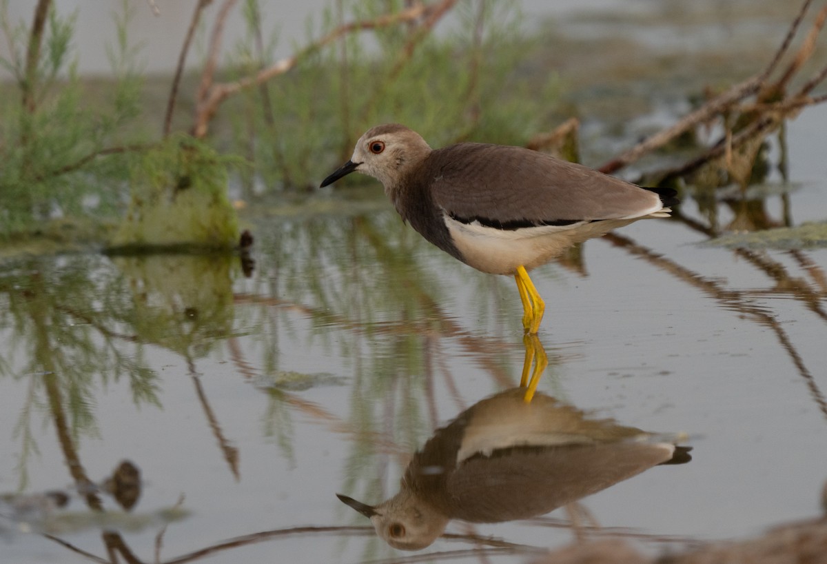 sumpvipe - ML646514936