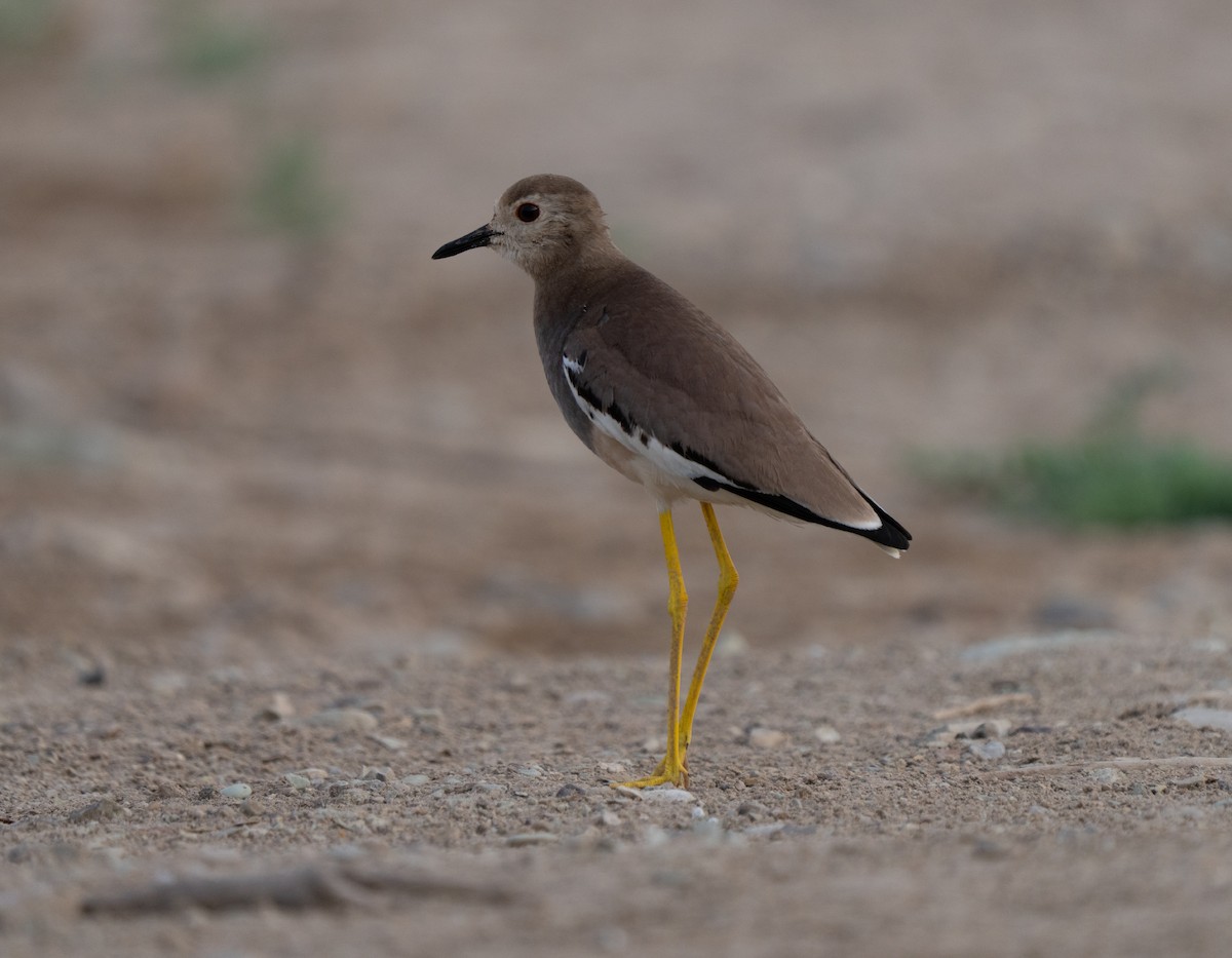 sumpvipe - ML646514937