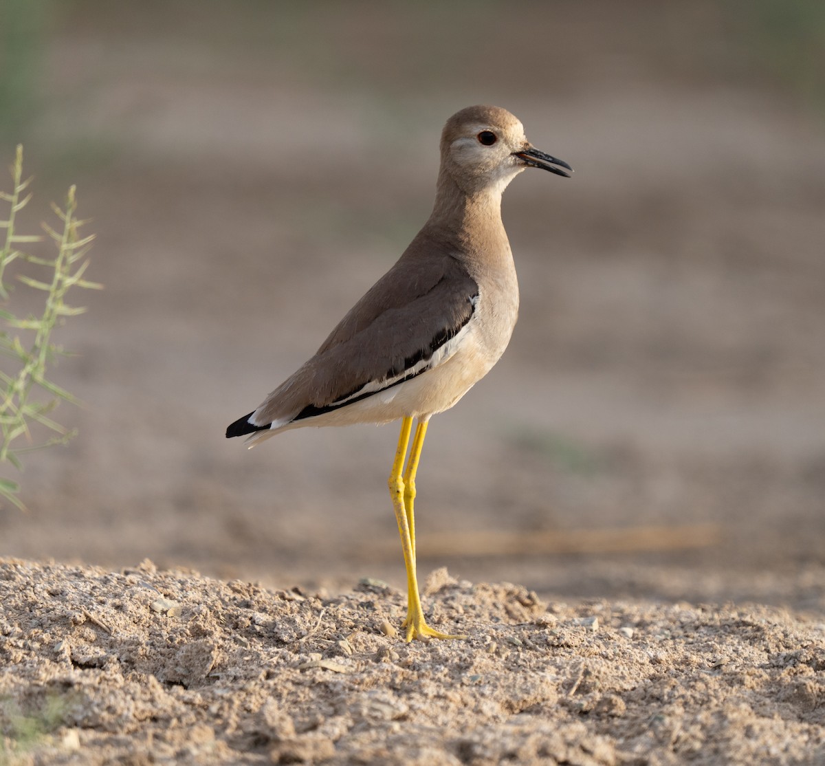 sumpvipe - ML646514938