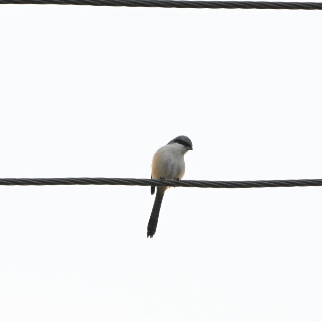 Long-tailed Shrike - ML646514939