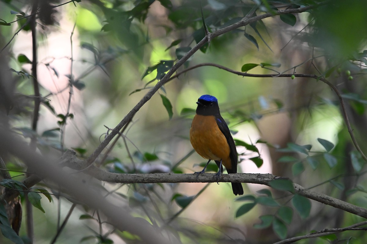 Rufous-bellied Niltava - ML646514943